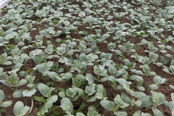 西瓜用什么肥料可以增甜,每隔7-10天冲施一次稀薄粪水