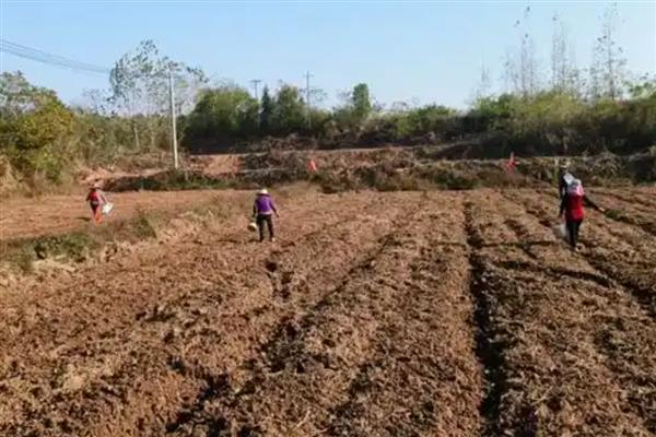 西瓜用什么肥料可以增甜,每隔7-10天冲施一次稀薄粪水