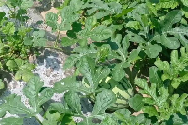 西瓜用什么肥料可以增甜,每隔7-10天冲施一次稀薄粪水