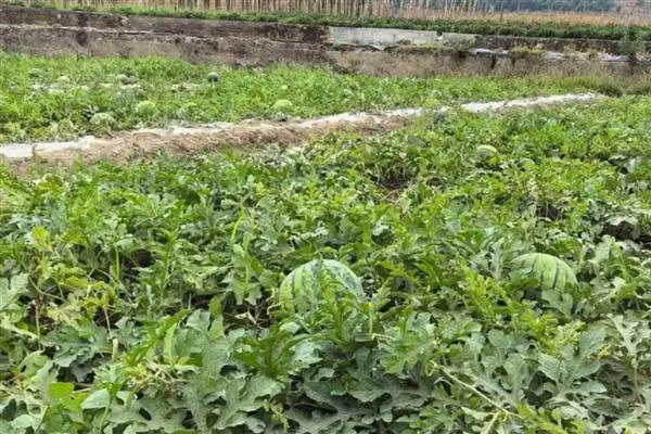 西瓜用什么肥料可以增甜,每隔7-10天冲施一次稀薄粪水