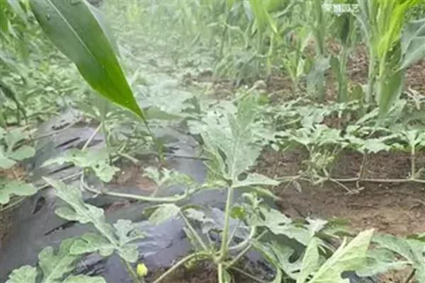 西瓜用什么肥料可以增甜,每隔7-10天冲施一次稀薄粪水