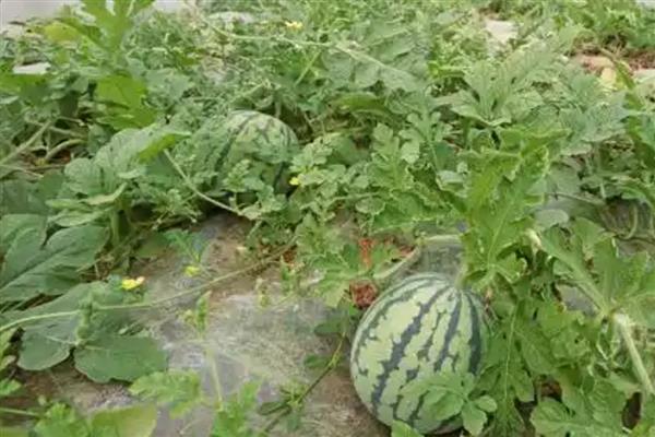 西瓜用什么肥料可以增甜,每隔7-10天冲施一次稀薄粪水