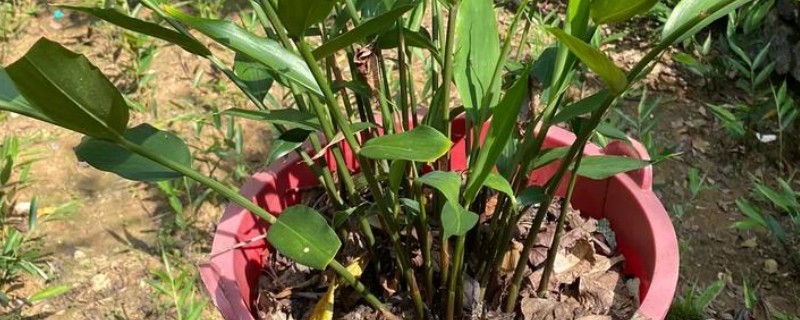 冬天可以种植山姜吗，冬天可以大棚种植