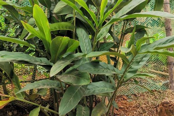 冬天可以种植山姜吗，冬天可以大棚种植