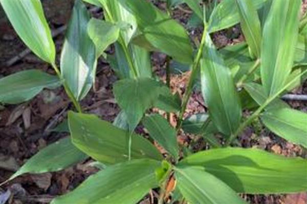 冬天可以种植山姜吗，冬天可以大棚种植