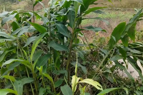 冬天可以种植山姜吗，冬天可以大棚种植