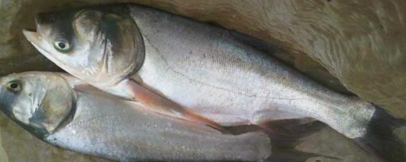 钓鲢鳙是草莓味还是酸臭味好，取决于鱼情、水情、季节等