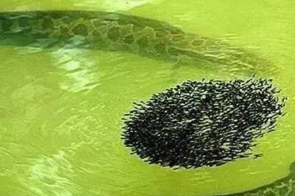 产卵的意思，是卵生动物将卵从母体中排出的过程