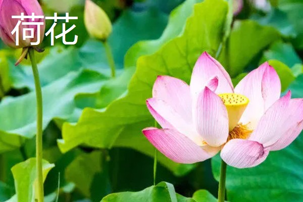 夏天常见的花有什么，常见的有荷花、茉莉花等