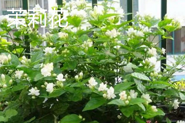 夏天常见的花有什么，常见的有荷花、茉莉花等