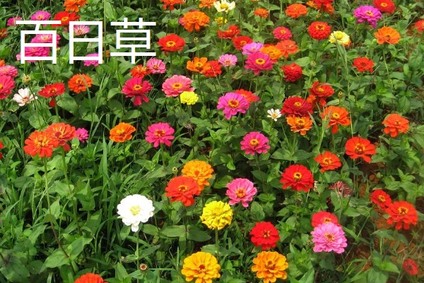 夏天常见的花有什么，常见的有荷花、茉莉花等