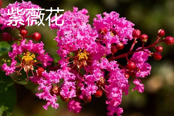 夏天常见的花有什么，常见的有荷花、茉莉花等