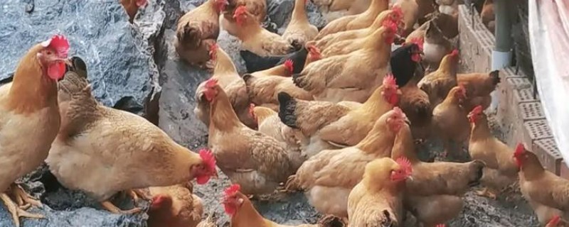 鸡如何养殖，饲喂青年鸡时要将公母分开