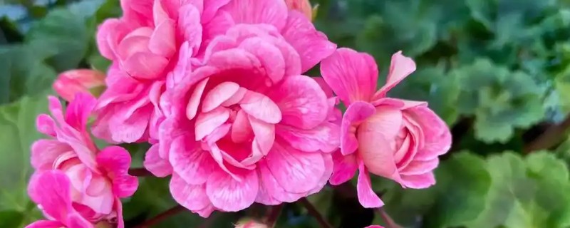 四季常开可以爆盆的花有哪些，有天竺葵、三角梅等