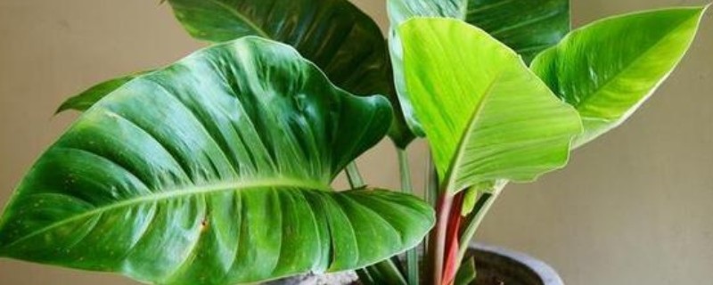 滴水观音的养殖要点，喜欢温湿半阴的生长环境