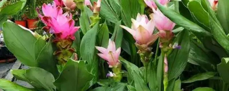 姜荷花烂根怎么解决，不严重的话剪除烂根部分重新栽