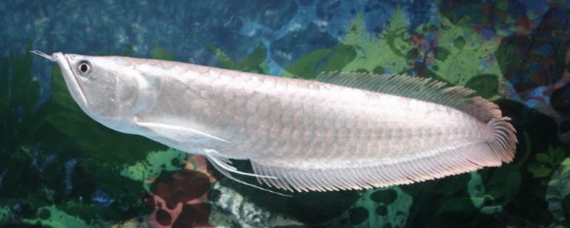 银龙鱼的寿命，寿命大约在6-7年