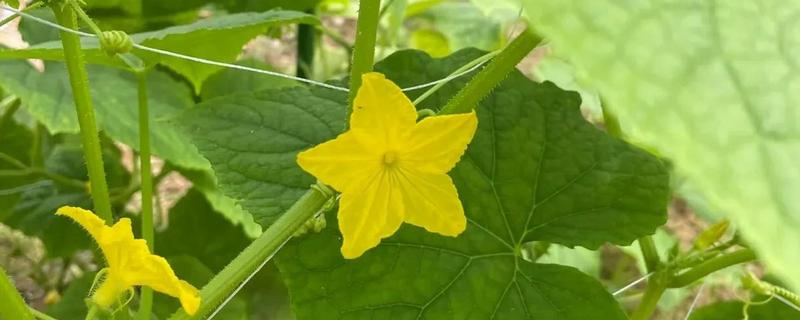 黄瓜雄花和雌花的区别，花托下方结构、花朵性状均不同