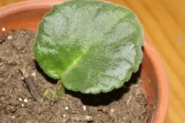 紫罗兰盆栽多久浇水一次，不同季节的浇水频率不同