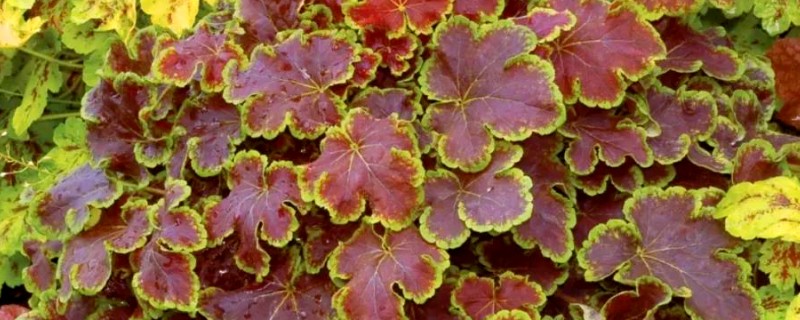 矾根可以耐寒多少度，可耐寒零下30℃