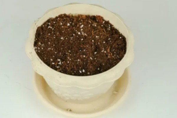 紫罗兰盆栽多久浇水一次，不同季节的浇水频率不同