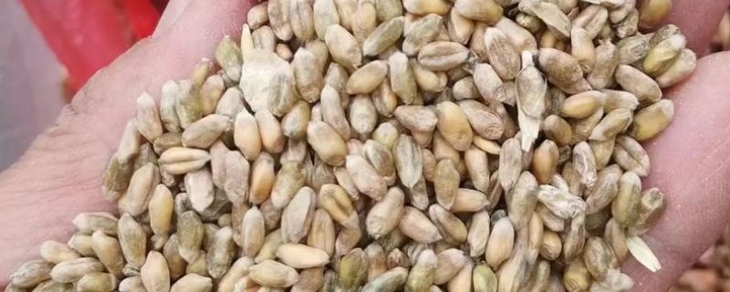 小麦良种的选择技巧，没有用种衣剂包衣的种子要用药剂拌种