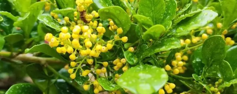 米兰花有没有毒,全株都没有毒