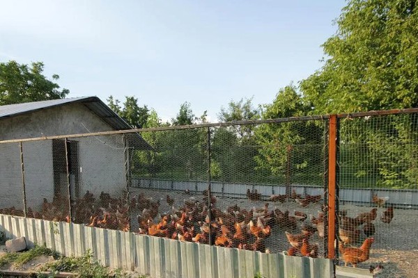 鸡如何养殖，饲喂青年鸡时要将公母分开