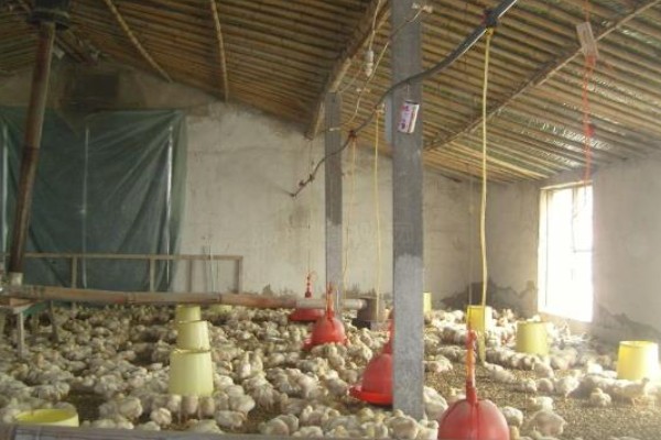鸡如何养殖，饲喂青年鸡时要将公母分开