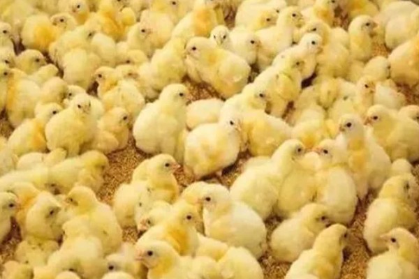 鸡如何养殖，饲喂青年鸡时要将公母分开