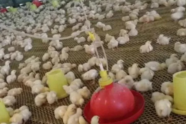 鸡如何养殖，饲喂青年鸡时要将公母分开