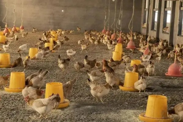 鸡如何养殖，饲喂青年鸡时要将公母分开