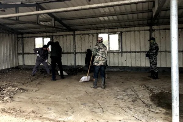 鸡如何养殖，饲喂青年鸡时要将公母分开