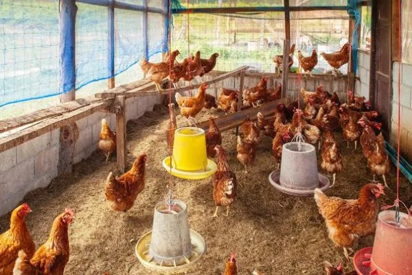 鸡如何养殖，饲喂青年鸡时要将公母分开