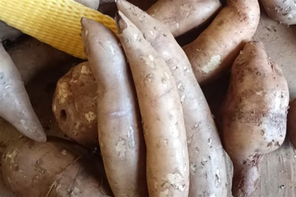 怎么保存雪莲果，用保鲜膜包裹放在阴凉处