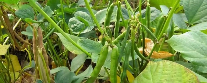 一亩地用多少红小豆种子，用种量通常为1.5公斤左右