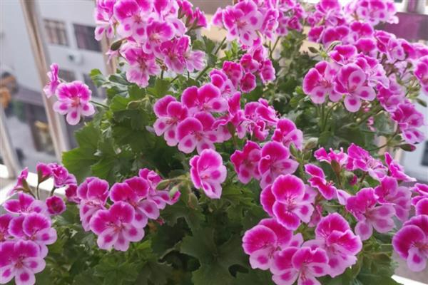 四季常开可以爆盆的花有哪些，有天竺葵、三角梅等