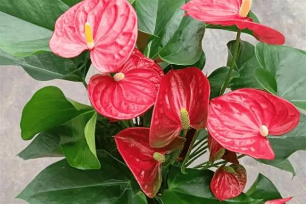 四季常开可以爆盆的花有哪些，有天竺葵、三角梅等