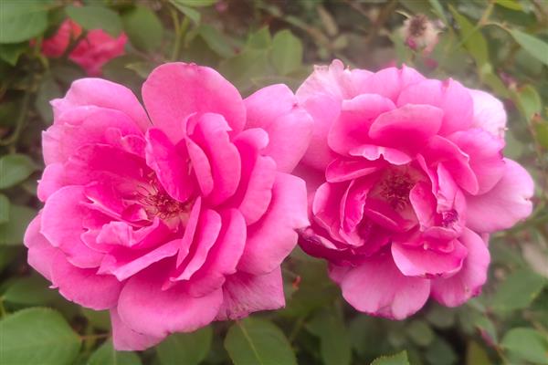 四季常开可以爆盆的花有哪些，有天竺葵、三角梅等