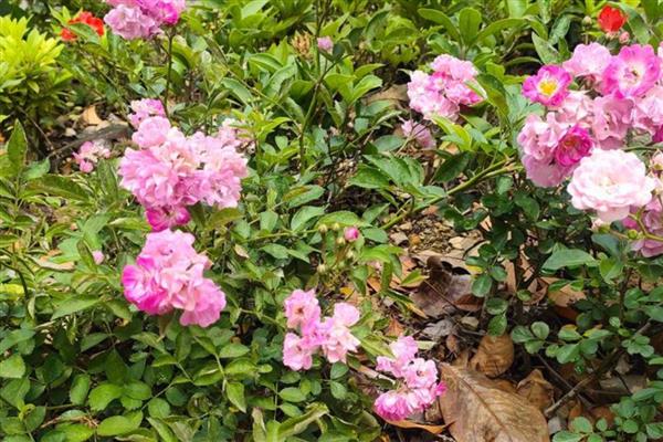 四季常开可以爆盆的花有哪些，有天竺葵、三角梅等