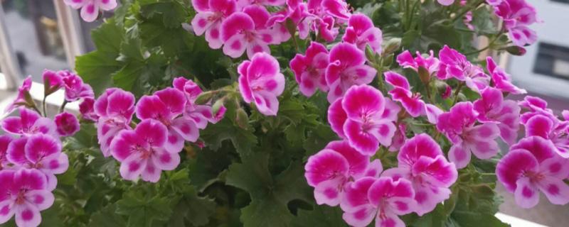 天竺葵能不能驱蚊，天竺葵能驱蚊