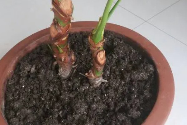 滴水观音的养殖要点，喜欢温湿半阴的生长环境