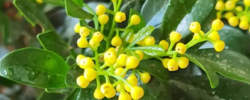 米兰掉叶子怎样解决，生长期间需有充足的光照