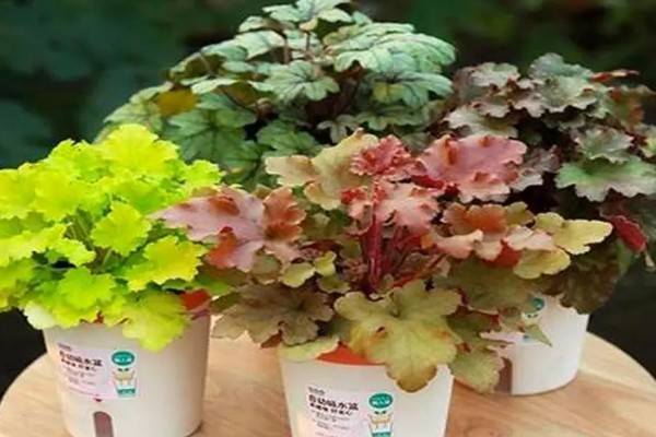 矾根可以耐寒多少度,可耐寒零下30℃