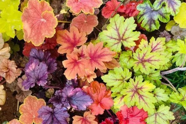 矾根可以耐寒多少度,可耐寒零下30℃