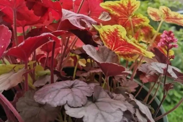 矾根可以耐寒多少度,可耐寒零下30℃