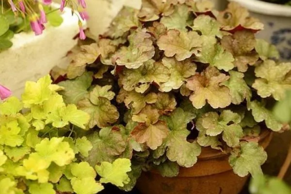 矾根可以耐寒多少度,可耐寒零下30℃