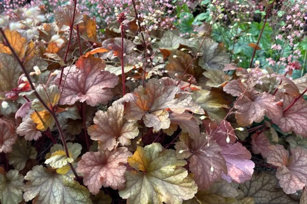 矾根可以耐寒多少度,可耐寒零下30℃