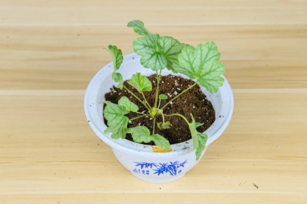 矾根可以耐寒多少度,可耐寒零下30℃