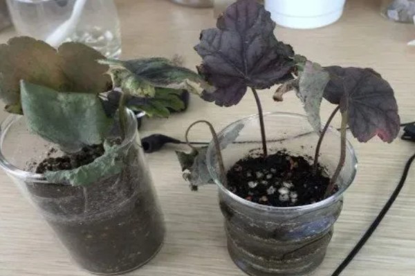 矾根可以耐寒多少度,可耐寒零下30℃